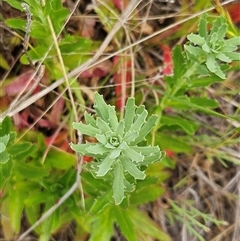 Epilobium billardiereanum at Weetangera, ACT - 23 Oct 2024