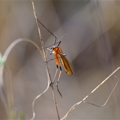 Harpobittacus sp. (genus) (Hangingfly) at Strathnairn, ACT - 23 Oct 2024 by Kurt