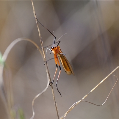 Harpobittacus sp. (genus) (Hangingfly) at Strathnairn, ACT - 24 Oct 2024 by Kurt