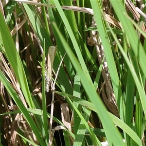 Culladia cuneiferellus at Lyons, ACT - 24 Oct 2024