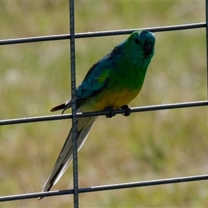 Psephotus haematonotus at Strathnairn, ACT - 24 Oct 2024