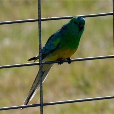 Psephotus haematonotus (Red-rumped Parrot) at Strathnairn, ACT - 23 Oct 2024 by Kurt