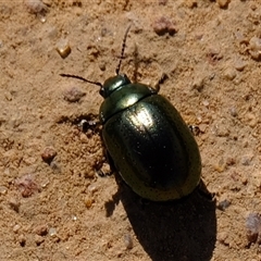 Chrysolina quadrigemina (Greater St Johns Wort beetle) at Strathnairn, ACT - 24 Oct 2024 by Kurt