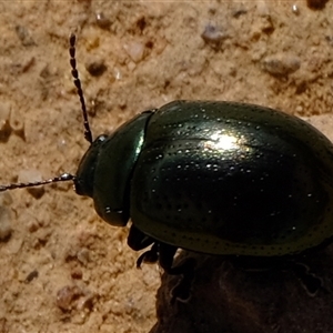 Chrysolina quadrigemina at Strathnairn, ACT - 24 Oct 2024