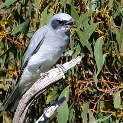 Coracina novaehollandiae (Black-faced Cuckooshrike) at Strathnairn, ACT - 23 Oct 2024 by Kurt