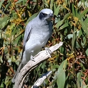 Coracina novaehollandiae at Strathnairn, ACT - 24 Oct 2024