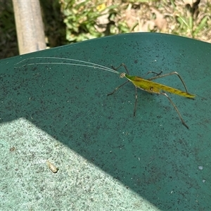 Anthophiloptera dryas at suppressed - suppressed