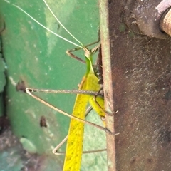 Anthophiloptera dryas at suppressed - 24 Oct 2024