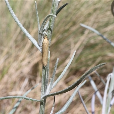 Philobota protecta (A concealer moth) at Lyons, ACT - 24 Oct 2024 by ran452