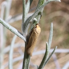 Philobota protecta at Lyons, ACT - 24 Oct 2024