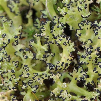 Unverified Moss, Liverwort or Hornwort at Acton, ACT - 7 Aug 2024 by ConBoekel