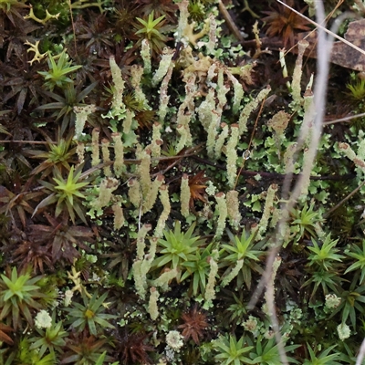 Cladonia sp. (genus) at Acton, ACT - 7 Aug 2024 by ConBoekel