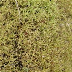 Cladia aggregata at Acton, ACT - 7 Aug 2024 by ConBoekel