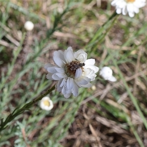 Austrotephritis sp. (genus) at Lyons, ACT - 24 Oct 2024