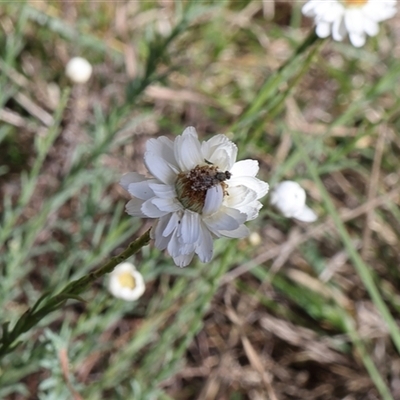 Austrotephritis sp. (genus) (Fruit fly or Seed fly) at Lyons, ACT - 23 Oct 2024 by ran452