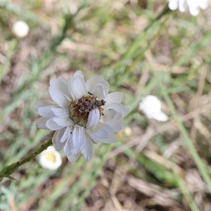 Austrotephritis sp. (genus) at Lyons, ACT - 24 Oct 2024