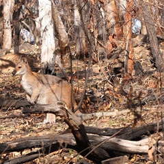 Notamacropus rufogriseus (Red-necked Wallaby) at Acton, ACT - 8 Sep 2024 by ConBoekel