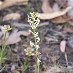 Stackhousia monogyna (Creamy Candles) at Acton, ACT - 8 Sep 2024 by ConBoekel