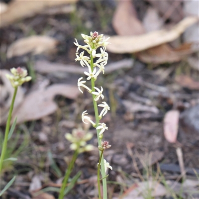 Stackhousia monogyna (Creamy Candles) at Acton, ACT - 8 Sep 2024 by ConBoekel