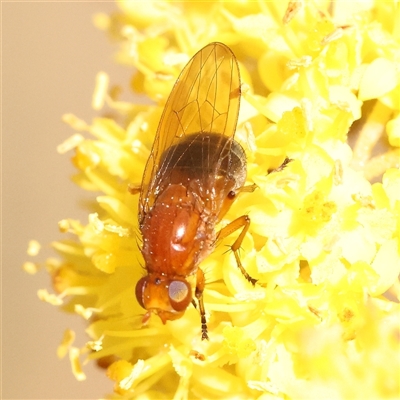 Unidentified True fly (Diptera) at Bruce, ACT - 8 Sep 2024 by ConBoekel