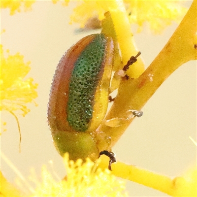 Calomela (genus) (Acacia leaf beetle) at Bruce, ACT - 8 Sep 2024 by ConBoekel