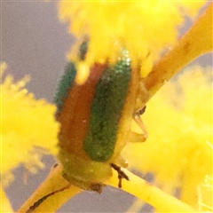 Calomela (genus) at Bruce, ACT - 8 Sep 2024 10:25 AM