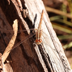 Diplacodes bipunctata at Bruce, ACT - 8 Sep 2024