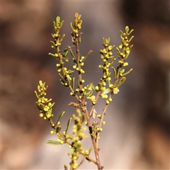 Phyllanthus occidentalis (Thyme Spurge) at Bruce, ACT - 8 Sep 2024 by ConBoekel