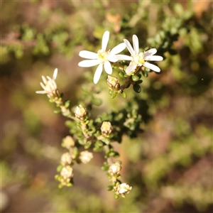 Olearia microphylla at Bruce, ACT - 8 Sep 2024