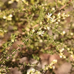 Olearia microphylla at Bruce, ACT - 8 Sep 2024