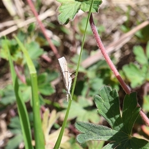 Culladia cuneiferellus at Lyons, ACT - 24 Oct 2024