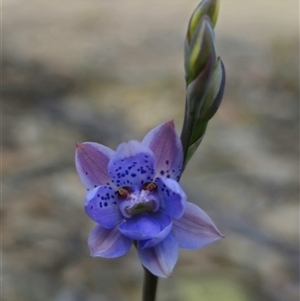 Thelymitra juncifolia at Captains Flat, NSW - 24 Oct 2024