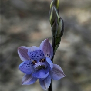 Thelymitra juncifolia at Captains Flat, NSW - 24 Oct 2024