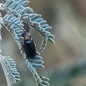 Adoxia benallae at Bungendore, NSW - 24 Oct 2024