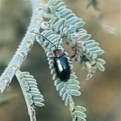 Adoxia benallae at Bungendore, NSW - 24 Oct 2024