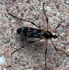 Gynoplistia sp. (genus) (Crane fly) at Kambah, ACT - 17 Sep 2024 by jac