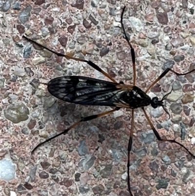 Gynoplistia sp. (genus) (Crane fly) at Kambah, ACT - 17 Sep 2024 by jac