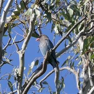 Eurystomus orientalis at Baranduda, VIC - 17 Oct 2024