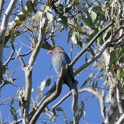 Eurystomus orientalis (Dollarbird) at Baranduda, VIC - 16 Oct 2024 by DMeco