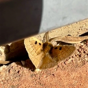 Anthela ocellata at Kambah, ACT - 12 Sep 2024 10:54 AM