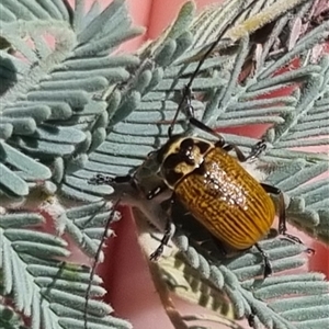 Cadmus (Cadmus) aurantiacus at Bungendore, NSW - 24 Oct 2024