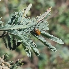 Cadmus (Cadmus) aurantiacus at Bungendore, NSW - 24 Oct 2024