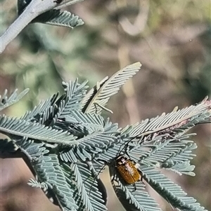 Cadmus (Cadmus) aurantiacus at Bungendore, NSW - 24 Oct 2024