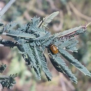 Cadmus (Cadmus) aurantiacus at Bungendore, NSW - 24 Oct 2024