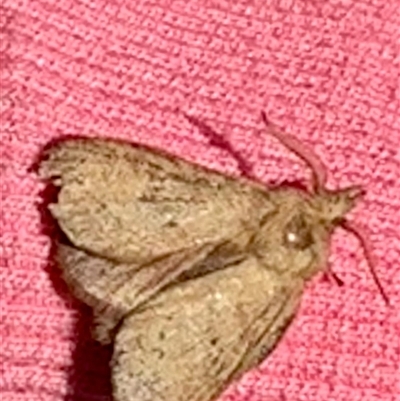 Pararguda nasuta (Wattle Snout Moth) at Kambah, ACT - 17 Sep 2024 by jac