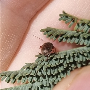 Edusella lineata at Bungendore, NSW - 24 Oct 2024