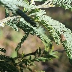 Edusella lineata at Bungendore, NSW - 24 Oct 2024