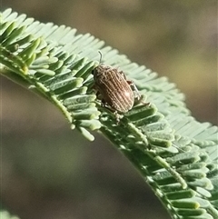 Edusella lineata at Bungendore, NSW - 24 Oct 2024