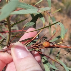Paropsis obsoleta at Bungendore, NSW - suppressed
