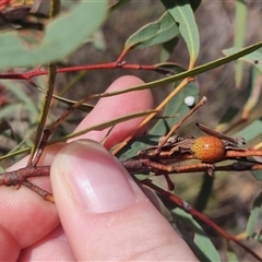 Paropsis obsoleta at Bungendore, NSW - suppressed